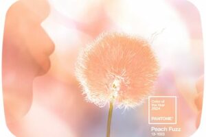 Peach Fuzz : Couleur Pantone 2024