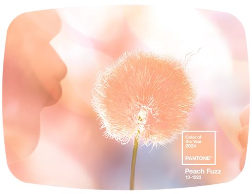 Peach Fuzz : Couleur Pantone 2024