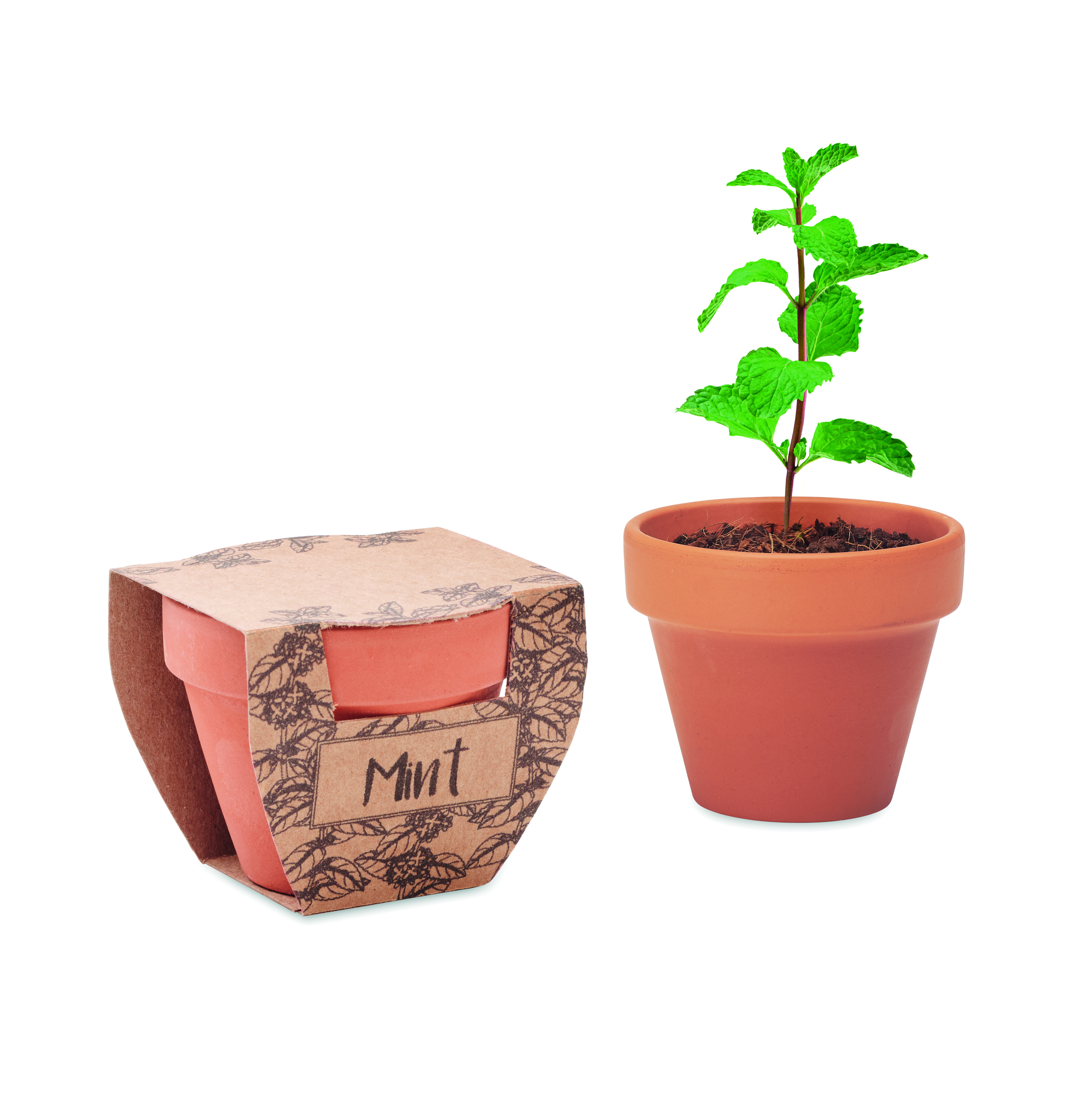 Petit pot en terre cuite avec graines de menthe