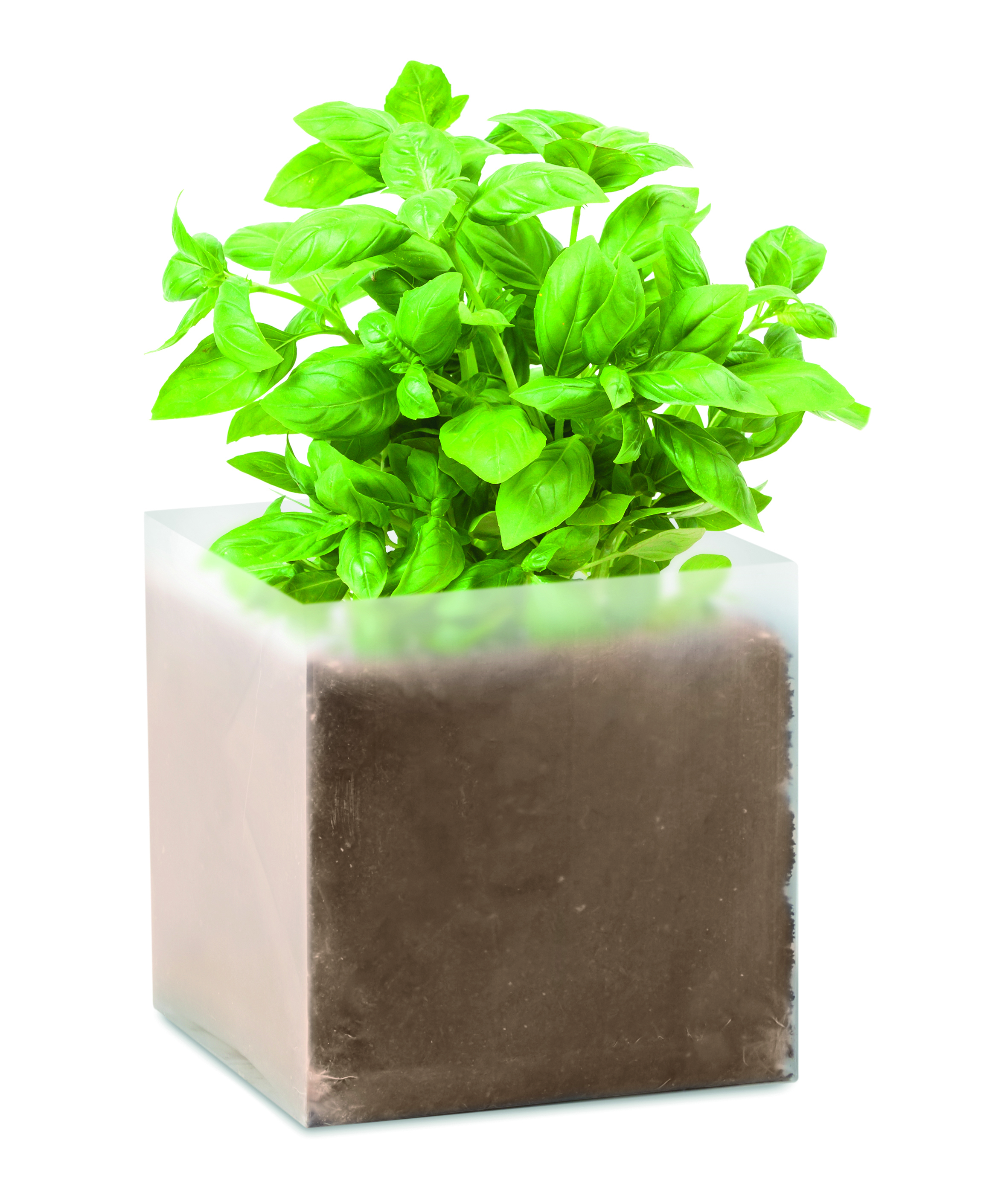 Substrat avec graines de basilic
