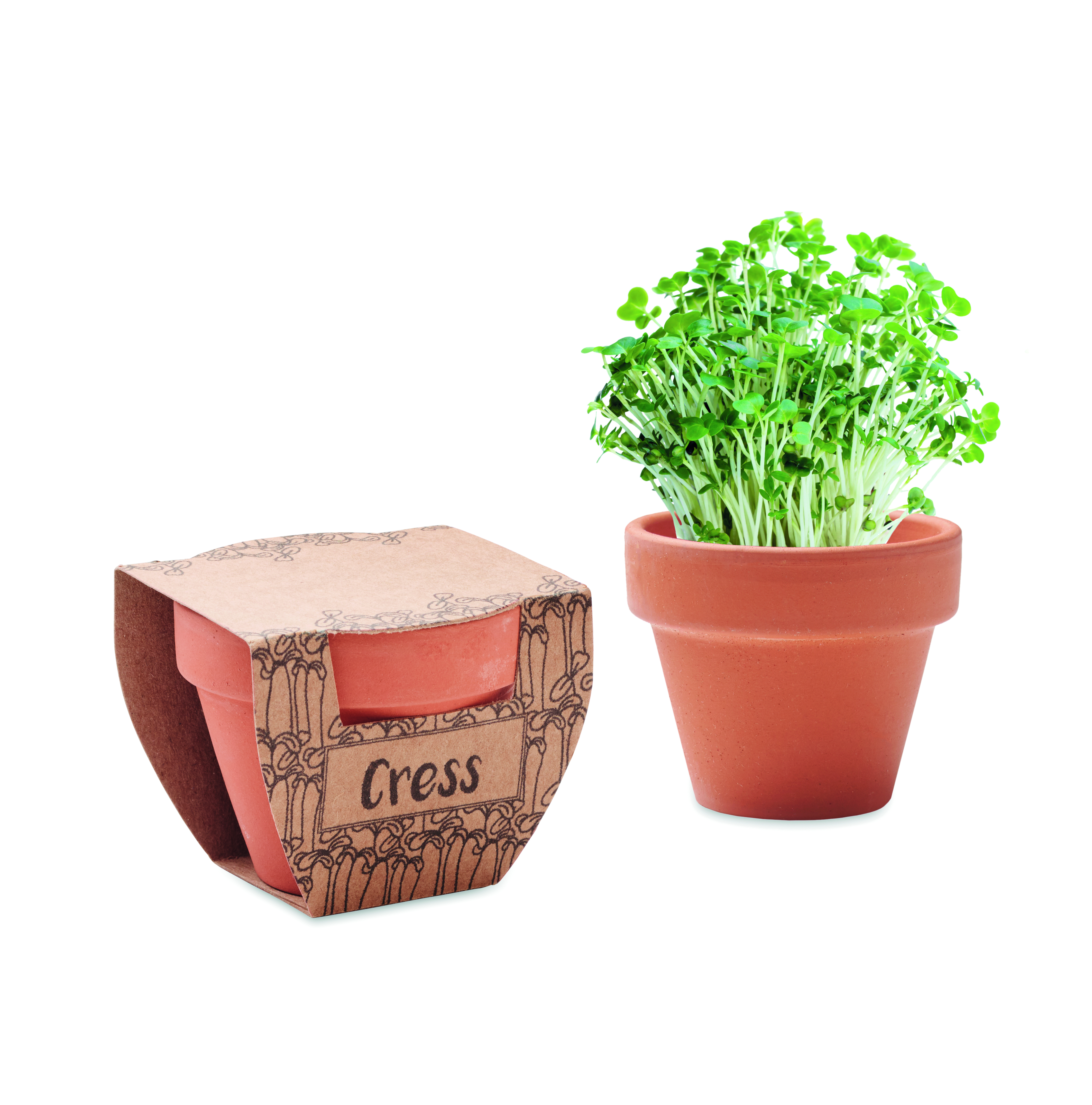 Pot en terre cuite avec graines de cresson