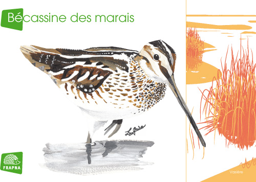 impression carte postale pour la protection de la natrue